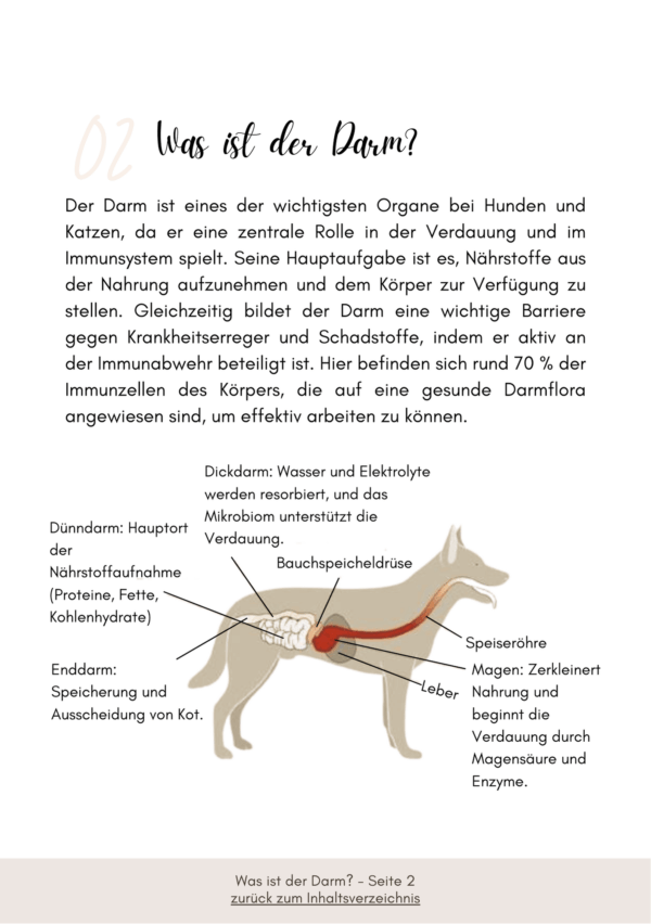Darmbalance - So hilft eine Darmkur – Bild 3